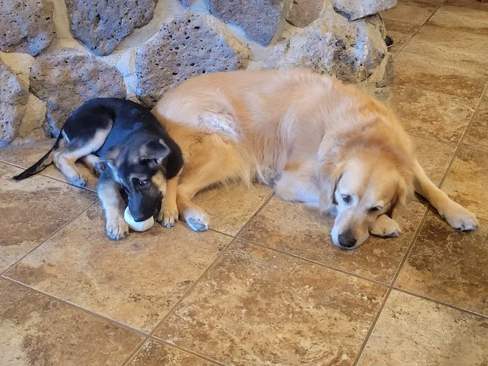 Oak Valley Animal Hospital 10
