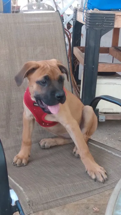 Oak Valley Animal Hospital 4