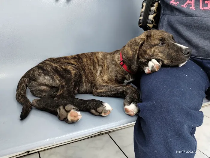 Beaumont Animal Hospital 3