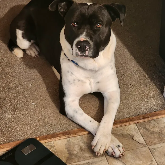 Beaumont Animal Hospital 8