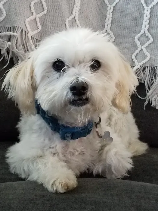 Beaumont Animal Hospital 4