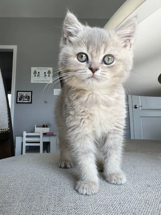 Zaras Scottish Fold & British Cattery Exotic Cats 12