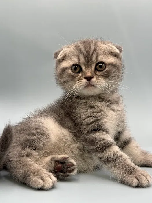 Zaras Scottish Fold & British Cattery Exotic Cats 12