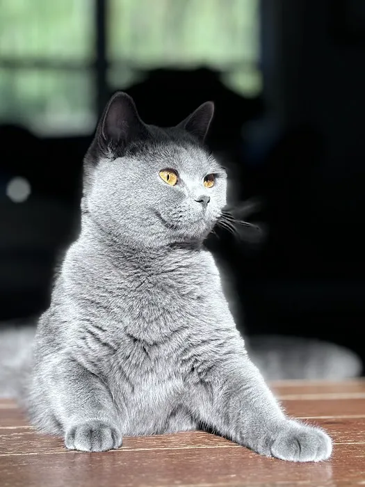 Zaras Scottish Fold & British Cattery Exotic Cats 12