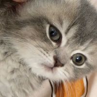 Zaras Scottish Fold & British Cattery Exotic Cats ico