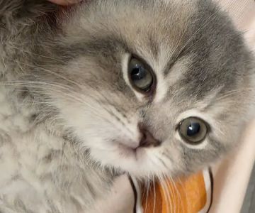 Zaras Scottish Fold & British Cattery Exotic Cats