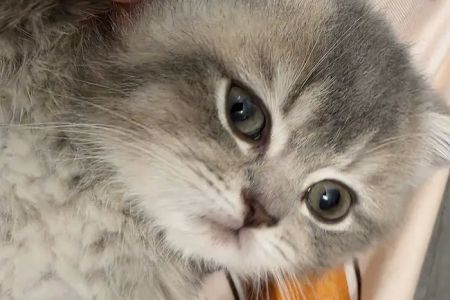 Zaras Scottish Fold & British Cattery Exotic Cats