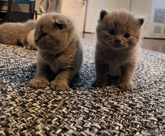 Zaras Scottish Fold & British Cattery Exotic Cats 12