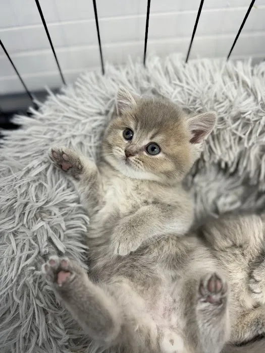 Zaras Scottish Fold & British Cattery Exotic Cats 12