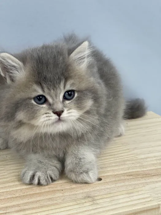 Zaras Scottish Fold & British Cattery Exotic Cats 12