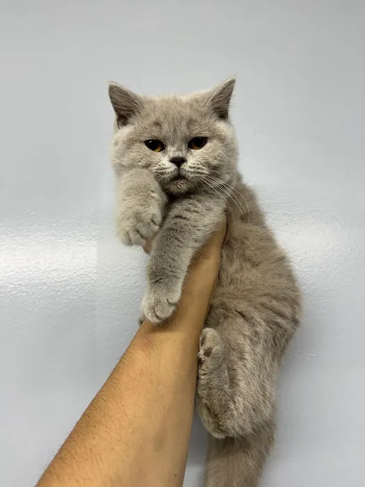 Zaras Scottish Fold & British Cattery Exotic Cats 12