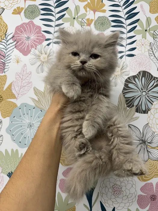 Zaras Scottish Fold & British Cattery Exotic Cats 12
