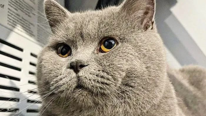 Zaras Scottish Fold & British Cattery Exotic Cats 12
