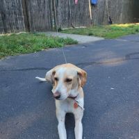 Windsor Animal Clinic ico