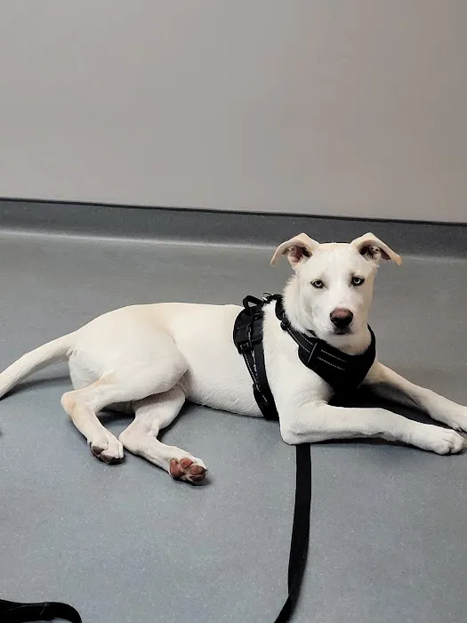 East Hartford Animal Clinic 12