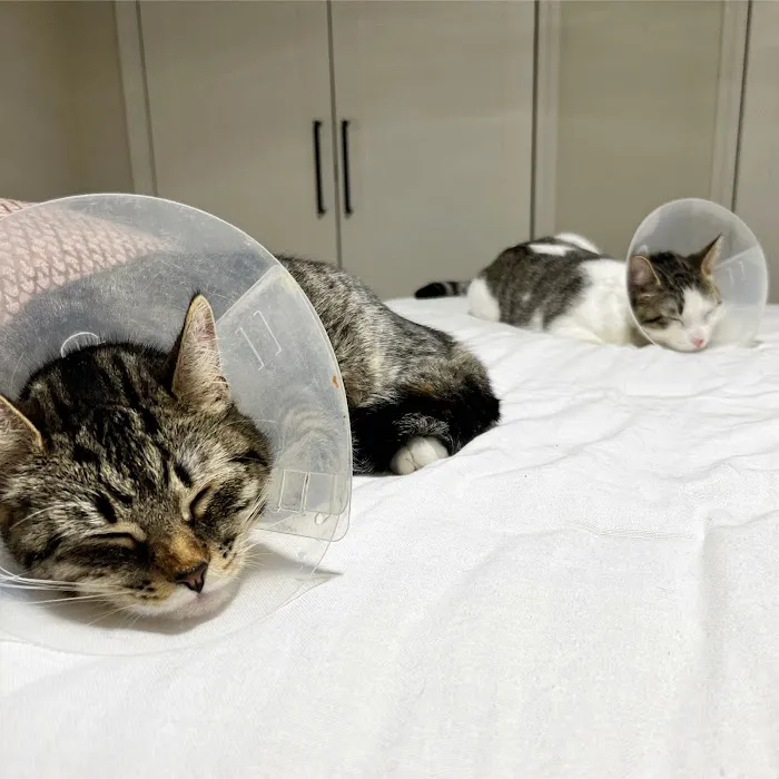 East Hartford Animal Clinic 12