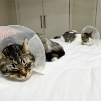 East Hartford Animal Clinic ico