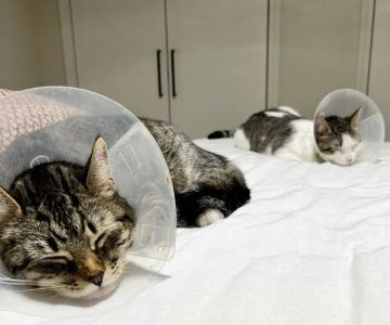 East Hartford Animal Clinic