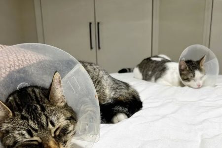 East Hartford Animal Clinic