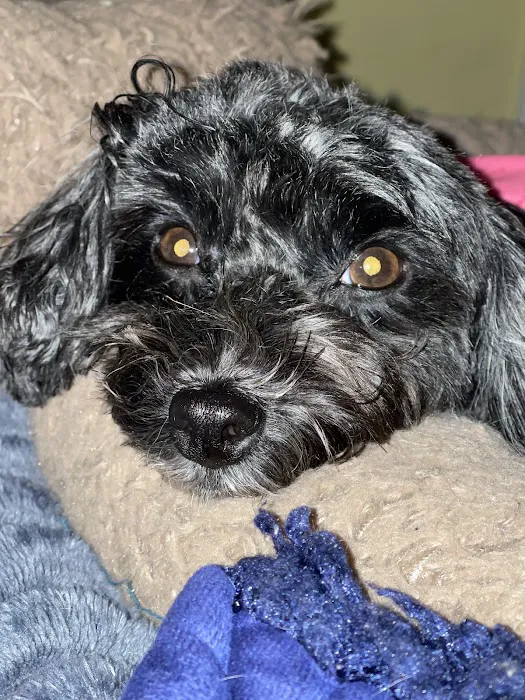 East Hartford Animal Clinic 12
