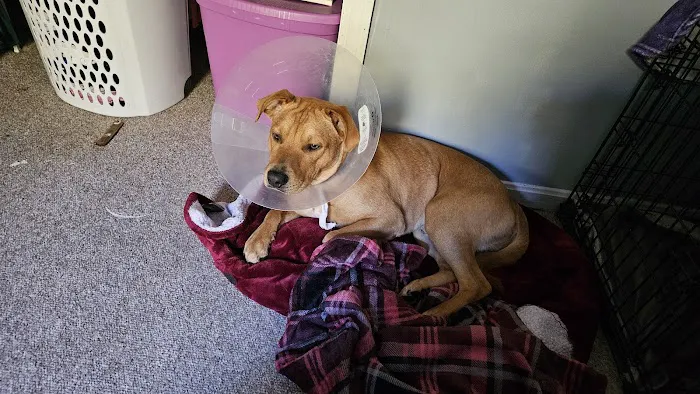 East Hartford Animal Clinic 12