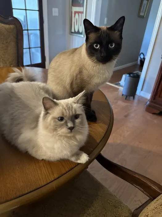 Connecticut Feline Medicine and Surgery 12