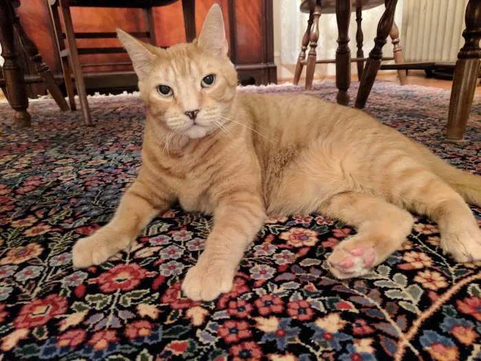 Connecticut Feline Medicine and Surgery 12