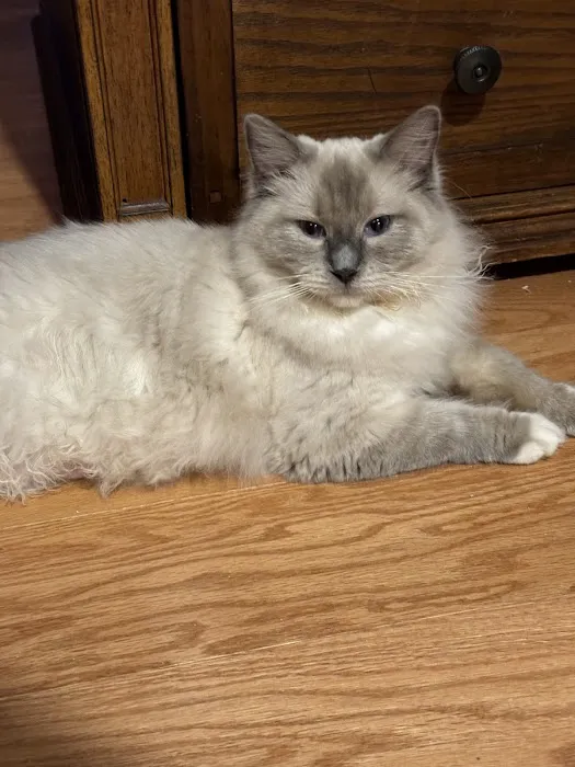 Connecticut Feline Medicine and Surgery 12