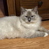 Connecticut Feline Medicine and Surgery ico