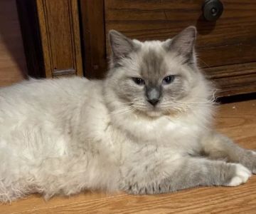 Connecticut Feline Medicine and Surgery