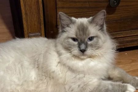 Connecticut Feline Medicine and Surgery