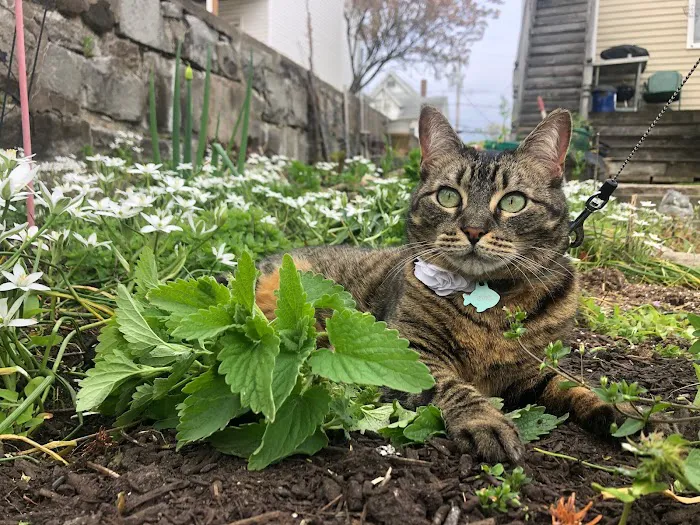 Connecticut Feline Medicine and Surgery 12