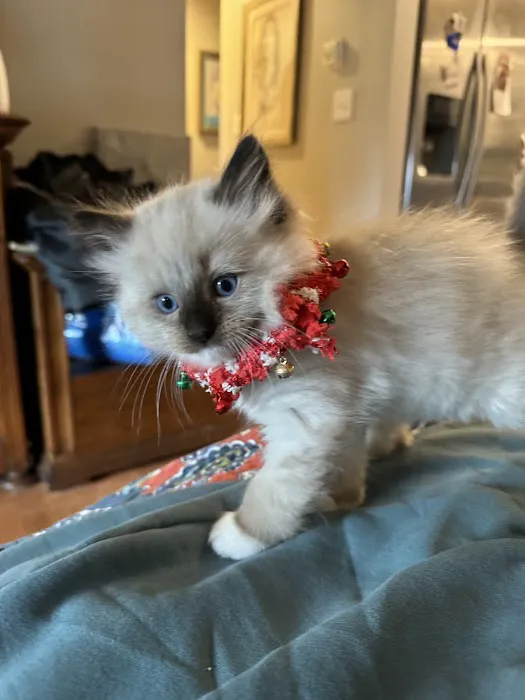Connecticut Feline Medicine and Surgery 12