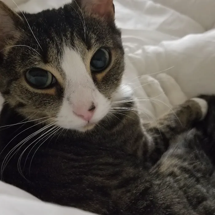 Connecticut Feline Medicine and Surgery 12