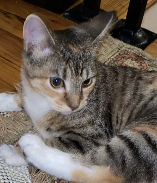 Connecticut Feline Medicine and Surgery 12