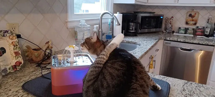 Connecticut Feline Medicine and Surgery 12