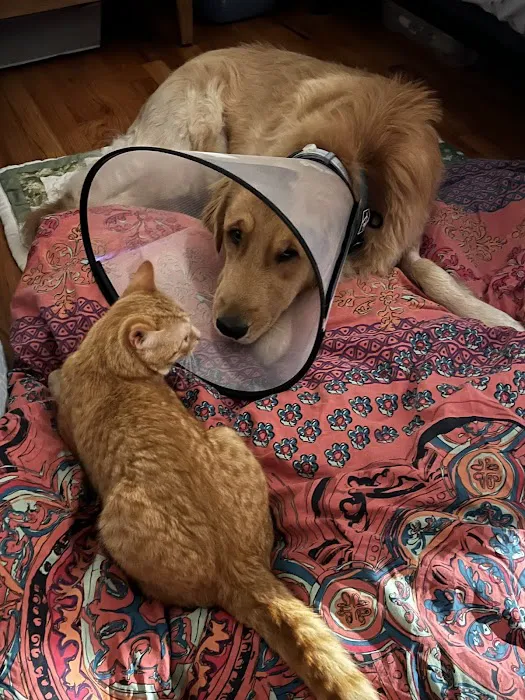 Vet For Pet Animal Clinic 12