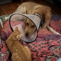 Vet For Pet Animal Clinic ico