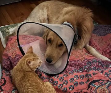 Vet For Pet Animal Clinic