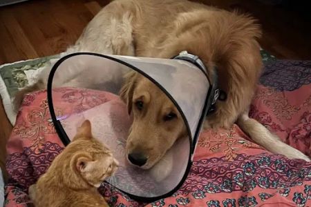 Vet For Pet Animal Clinic