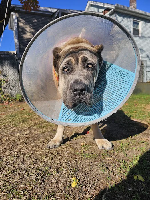 Vet For Pet Animal Clinic 12