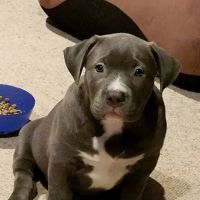 River Valley Animal Center ico