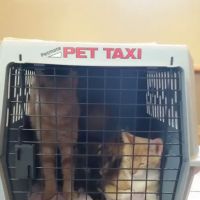 VCA Southwick Animal Hospital ico