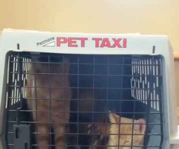 VCA Southwick Animal Hospital