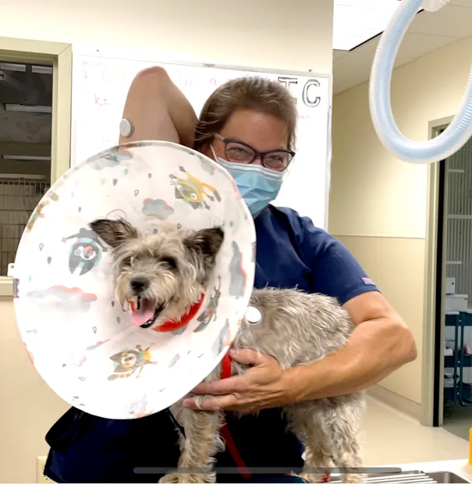 VCA Southwick Animal Hospital 10