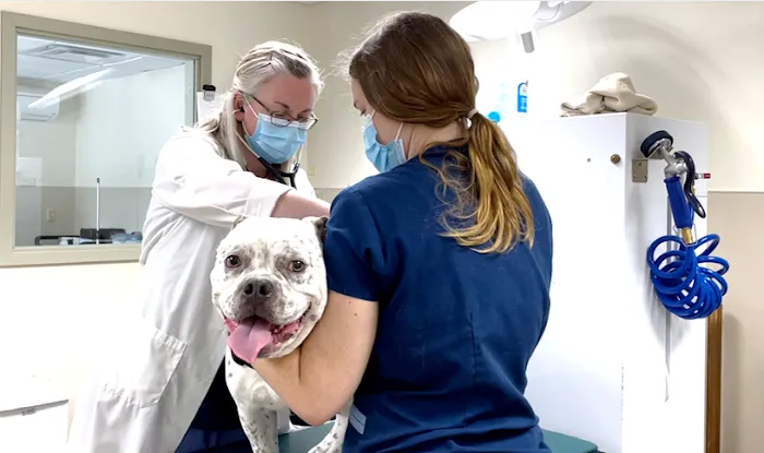 VCA Southwick Animal Hospital 9