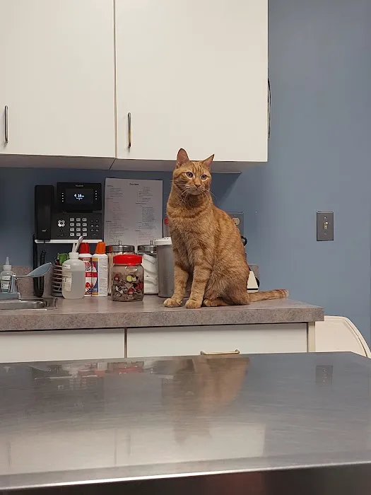 Suffield Veterinary Hospital 4