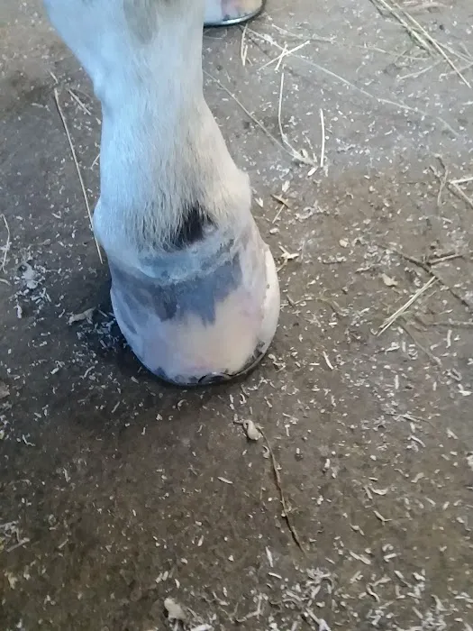 Stewart Equine Clinic 12