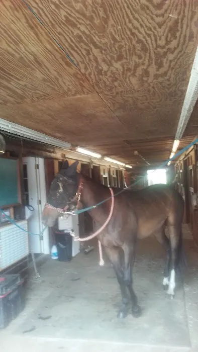 Stewart Equine Clinic 12