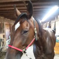 Stewart Equine Clinic ico